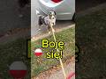 Terrified Pup Speaks Polish! 😨 “Boję się” = “I’m scared"🇵🇱🇺🇸