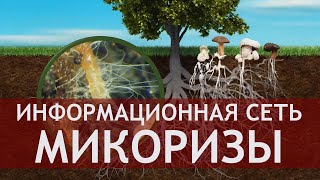 Кормилица микориза - проводник природных богатств и невидимый защитник