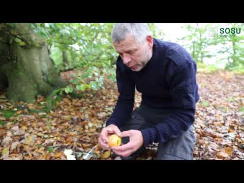 Video: Hvordan Man Laver En Insektfælde