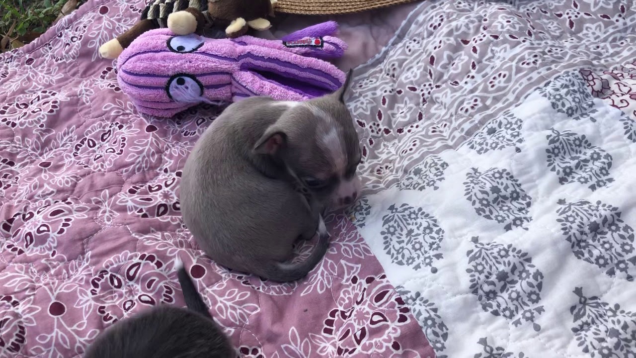 More playing from 4 week old chihuahua puppies - YouTube