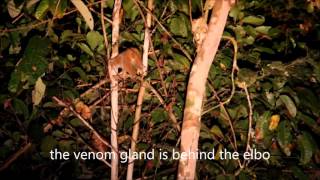 slow loris