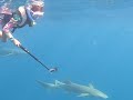 Beautiful Nurse Sharks in the Maldives and my Fearless 8-Year-Old Daughter