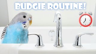 Budgie Morning Routine *plus breakfast recipe* by Puff Pets 2,196 views 4 years ago 4 minutes, 19 seconds