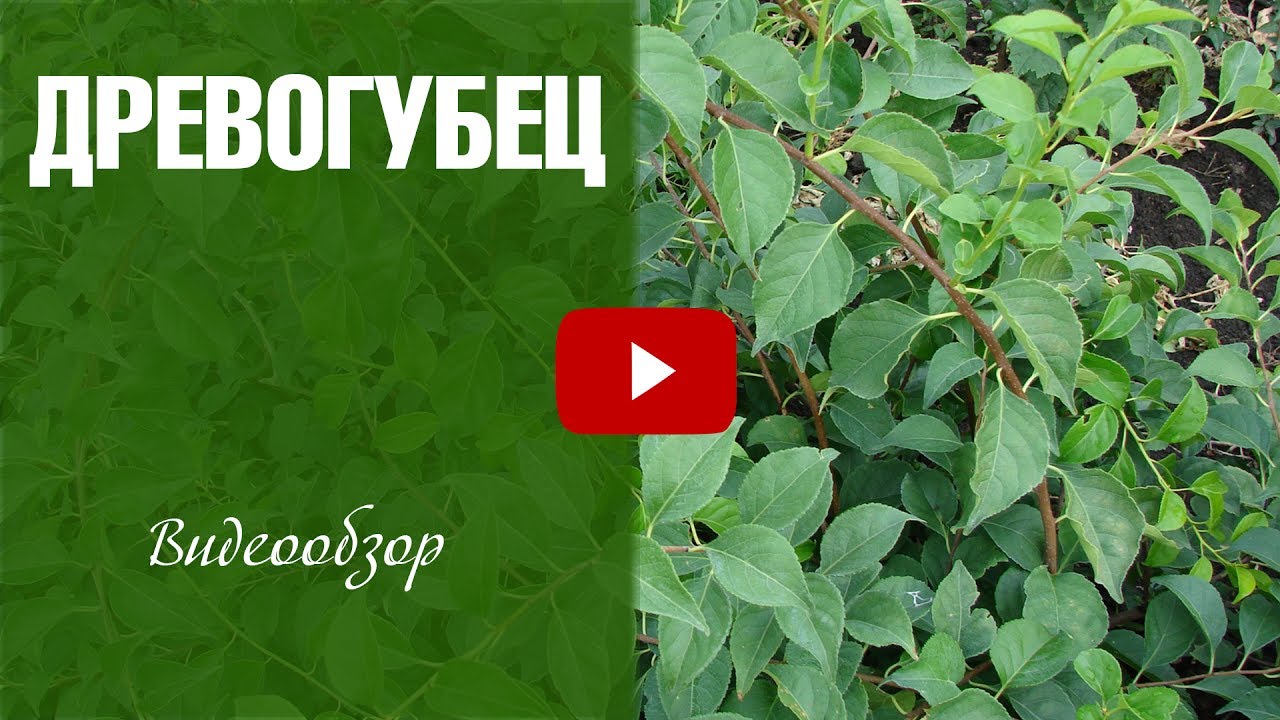Древогубец ➡ Вьющиеся растения уход и особенности выращивания 🌟 сад огород с hitsadTV
