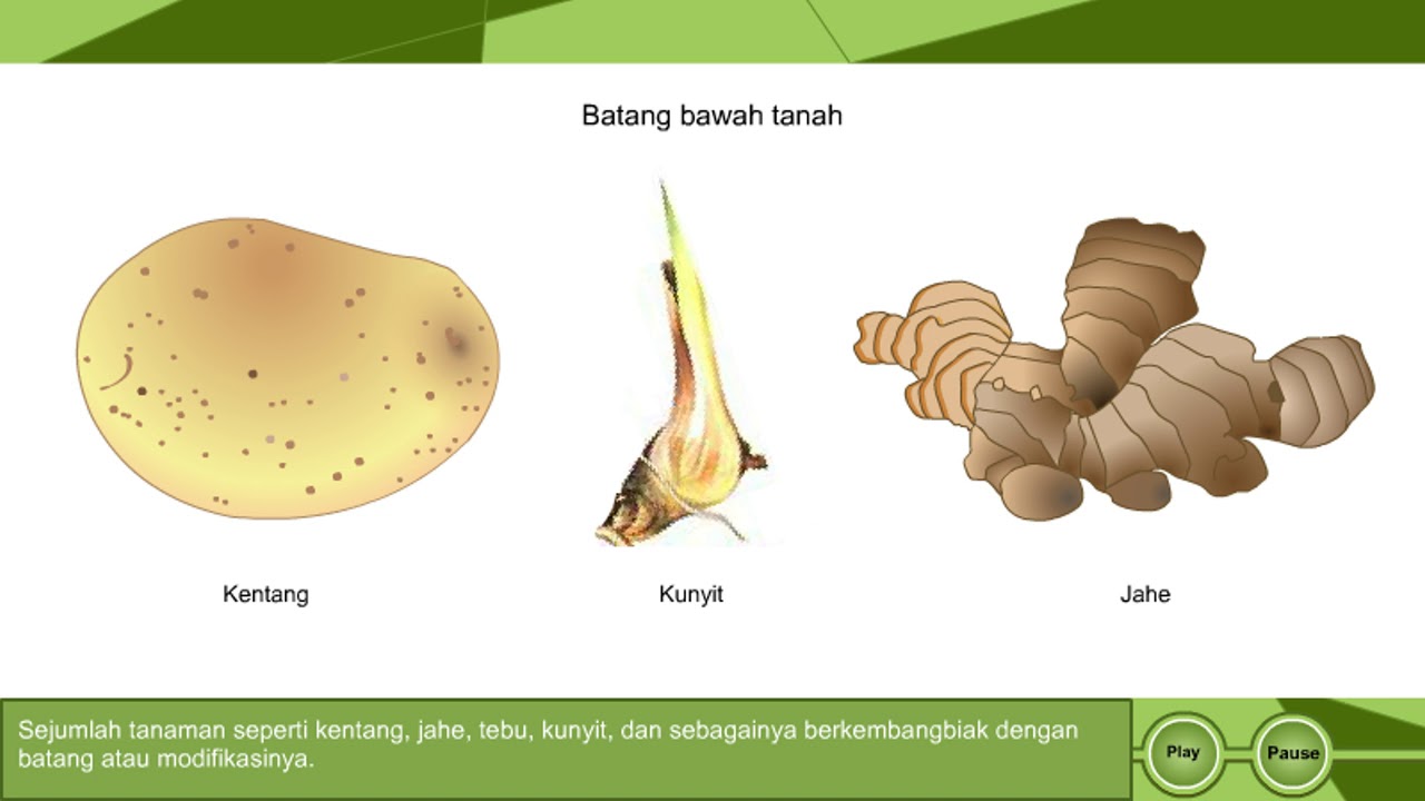 Tanah batang bawah Pemilihan Batang