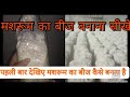 मशरूम का बीज कैसे बनता है mushroom spawn technology  Grow mushroom at your home