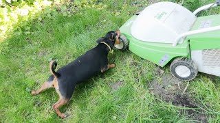 My small dog is not happy ! Dog vs Lawn Mower [Dog Barking]  [Angry dog] [Miniature Pinscher]