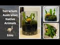 Terrarium with a Emu bird - Australian native animals