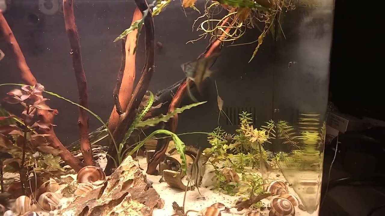 new manacapuru angelfish scape