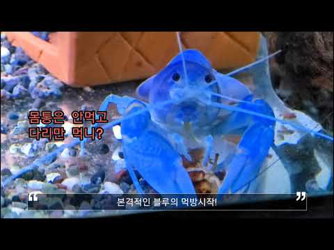 블루크로우 가재의 곱등이 사냥 및 먹방ㅋㅋㅋ