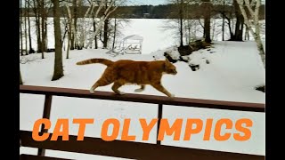 Cat Olympics Challenge 2020 🥇 by The Cat Who Knows Words 498 views 4 years ago 1 minute, 57 seconds