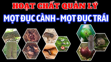 Hoạt chất quản lý mọt đục cành, mọt đục trái | Bộ giải pháp quản lý mọt từ MKA