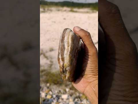 Found a chalcedony stone, look at the pattern lines, it's very beautiful #chalcedony #stone