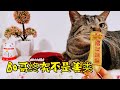 Bo哥其实并不善 #猫咪#宠物日常