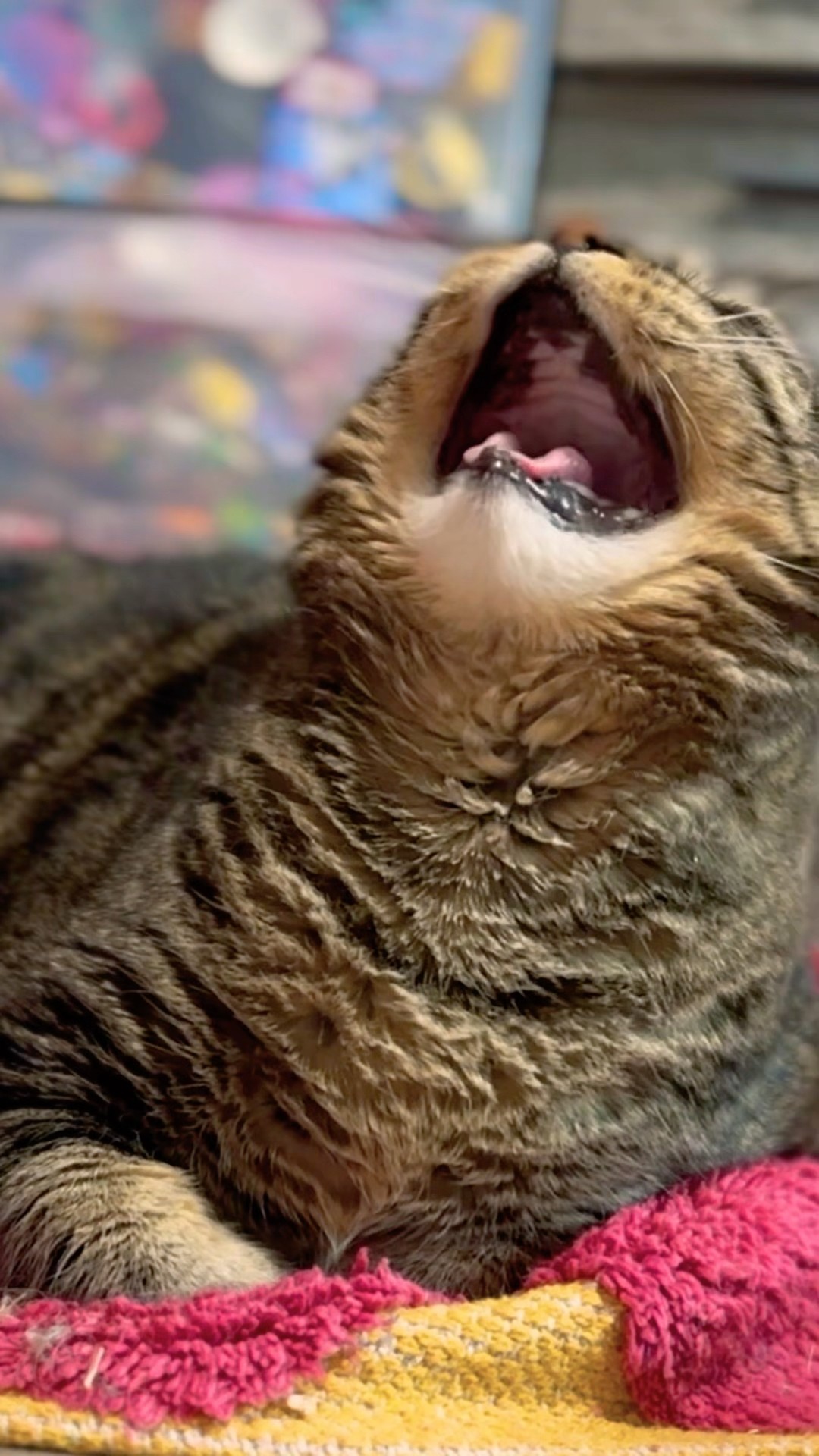 Why, ma?! #talkingcat