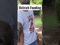 Feed Ostriches at Zoocobia in Clark Pampanga