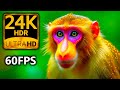 Rare Animals in 24K HDR 60FPS | Dolby Vision : Nature’s Most SECRET Moments