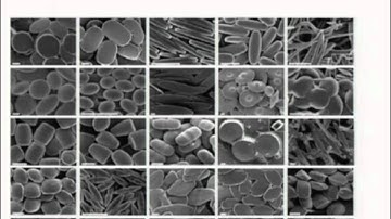 BioEngineering Insights 2009 - Drug Delivery Part 2