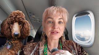 Taking my Service Dog on a plane
