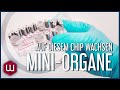 Auf diesem Chip wachsen Mini-Organe