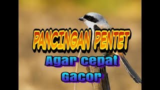MASTERAN PENTET DIJAMIN LANGSUNG NYAUT GACOR