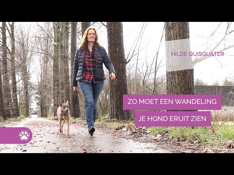 Video: Wandelen met je hond