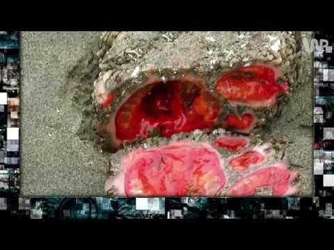 Wideo: Sekrety „żywych” Kamieni Racetrack Playa - Alternatywny Widok