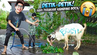 HARI TERAKHIR KAMBING QURBAN BOCIL SEBELUM DI POTONG!!! DIA SEHARIAN SEDIH, SAMPAI DIMANDIIN!!!