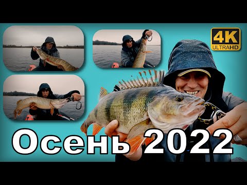 Лучшие рыбы осени 2022 года. Спиннинг