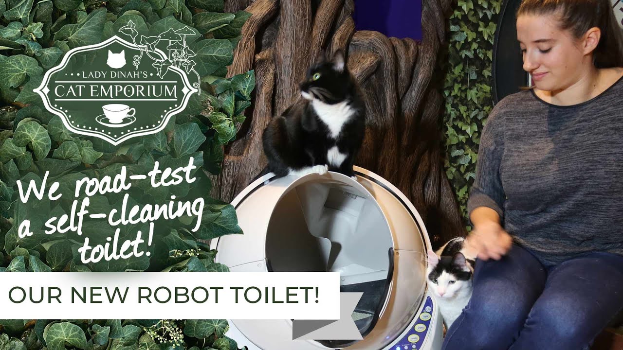 cats inn Our robot toilet