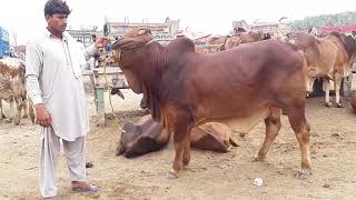 COW MANDI KA SUB SY MEHNGA BIYOPARI DEMAND SIRF ?? BAKRA MANDI PAKISTAN