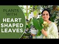 Plants with heart shaped leaves  plants you can gift for valentines day