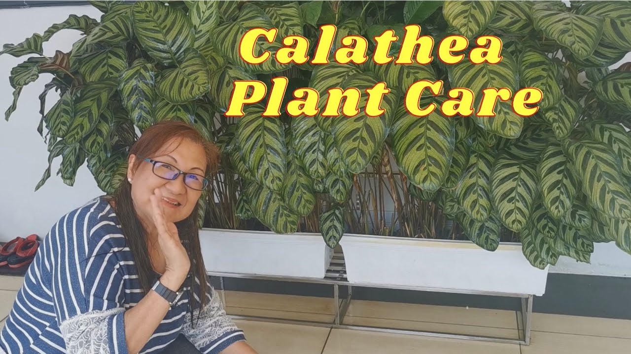Merawat Calathea Agar Subur Dan Rimbun