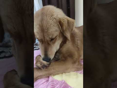 Cute Dog Jimmy lick her feet 👣 🐶 | How Dog wash their Feet #short #youtubeshorts