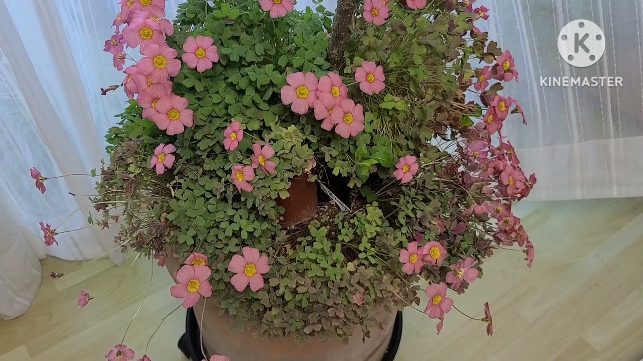 2026.3월의 첫 주말 베란다의 꽃보며 느긋하게 즐기기/올리브나무와 사랑초/랜디제라늄/향기별꽃/리갈제라늄/핑커벨/아마릴로로사타/사가