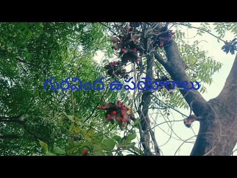 Guravinda upayogaalu #agriculture #farming #video #friends @deshapakamahesh6634