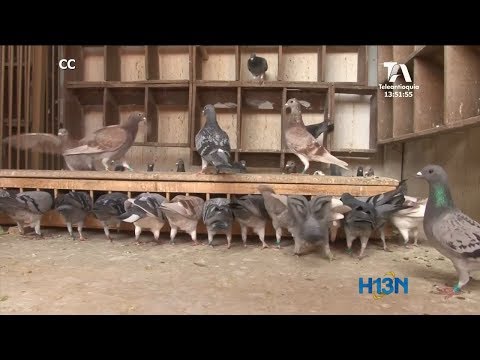 Video: ¿Cómo llevaban mensajes las palomas mensajeras?