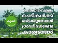 കഞ്ഞിവെള്ളം ചെടികള്‍ക്ക് ഒഴിക്കുമ്പോള്‍ ശ്രദ്ധിക്കേണ്ട കാര്യങ്ങള്‍ - Use rice water for plants