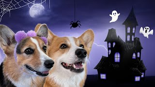 Best Talking Dog Videos (Halloween Edition)