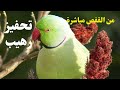 مرح ببغاء الدرة الهندي لتحفيز الإناث والذكور على التزاوج