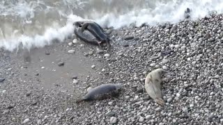 Seal Love - Grey seals mating