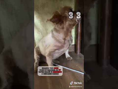 😁 😂😂#виделивидео #даринавалитова #собаки 30 мин ее уговаривала ! #собакип