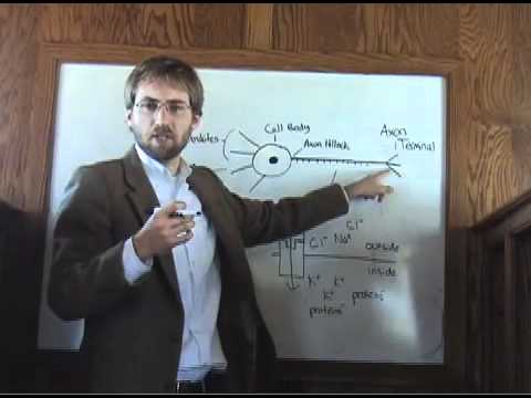 Neuroscience 2 - Of Ion Channels and Neurotransmit...