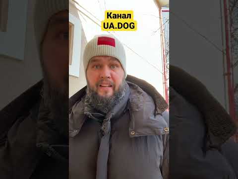 Кормить собаку только сырым мясом? «1/100 вопросов про натуральное питание» #собаки #собака #собачка