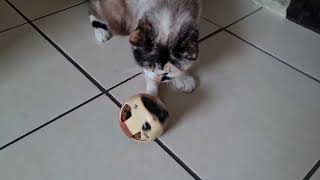 Cat enjoys treats from a toy by Cookie the Calico 9,615 views 2 years ago 27 seconds