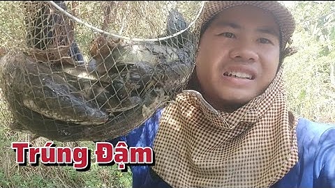 Trúng Đậm , Cá Dính  Liên Tục Đặt  Lờ mùa Nước  Nổi