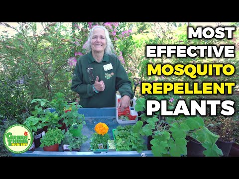 Win the War on Mosquitoes: Add These Plants To Your Garden As Bug Repellents // Green Thumb - video from Greenthumb