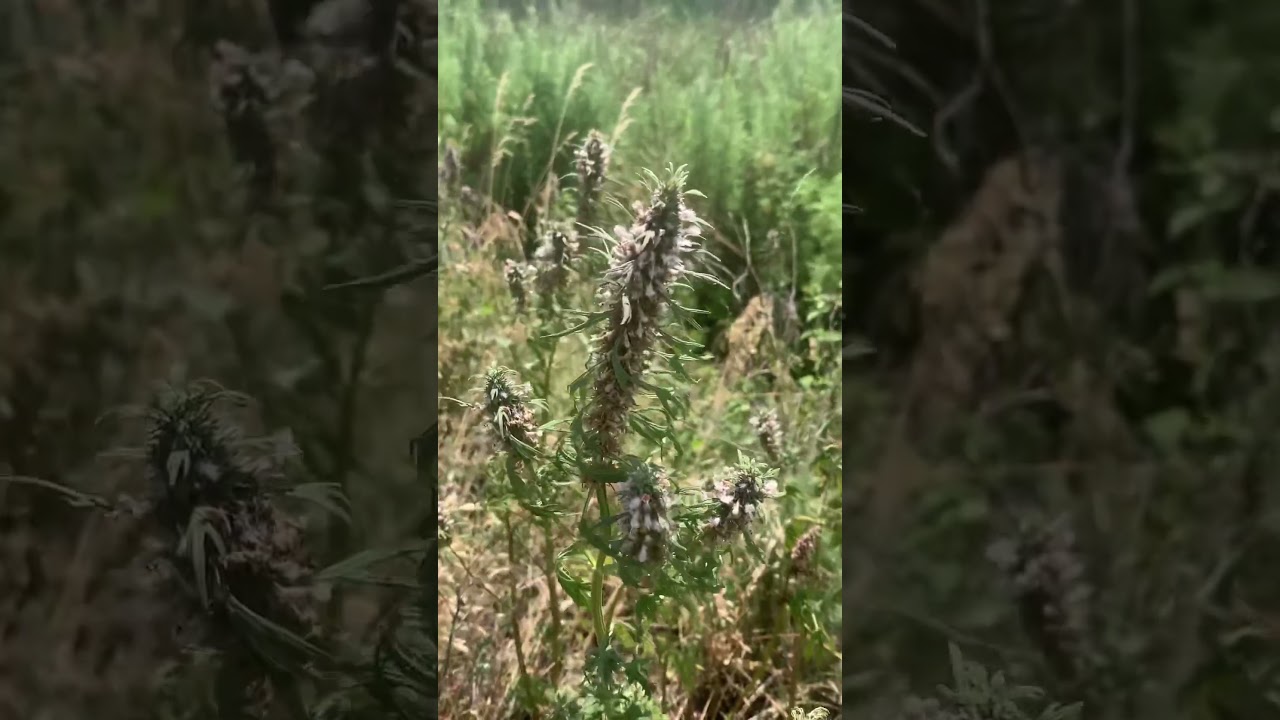 Аптека под ногами .Зопник клубненосный и зопник колючий.