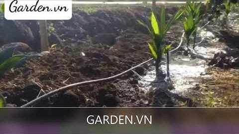 BÉC TƯỚI G5 PHUN MƯA CỤC BỘ CHỐNG CÔN TRÙNG