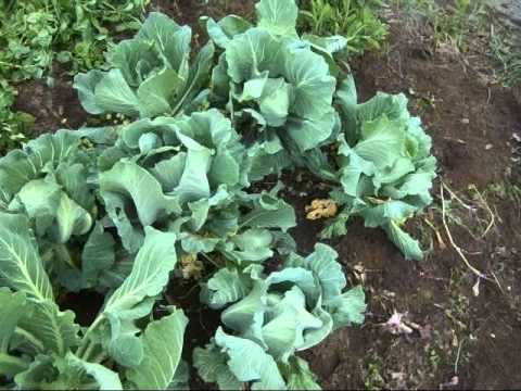 花が咲いたキャベツのリサイクル栽培 Youtube 花が咲いたキャベツのリサイクル栽培 Youtube
